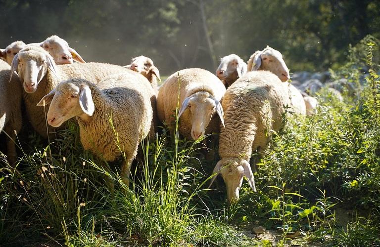 Ανεπιτήρητα ζώα: Τσουχτερά πρόστιμα έως 12.000 ευρώ για ζημιές σε κτήματα